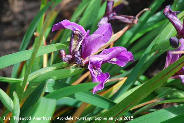 Iris 'Pinewood Amethyst'
