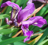 Iris 'Pinewood Amethyst'