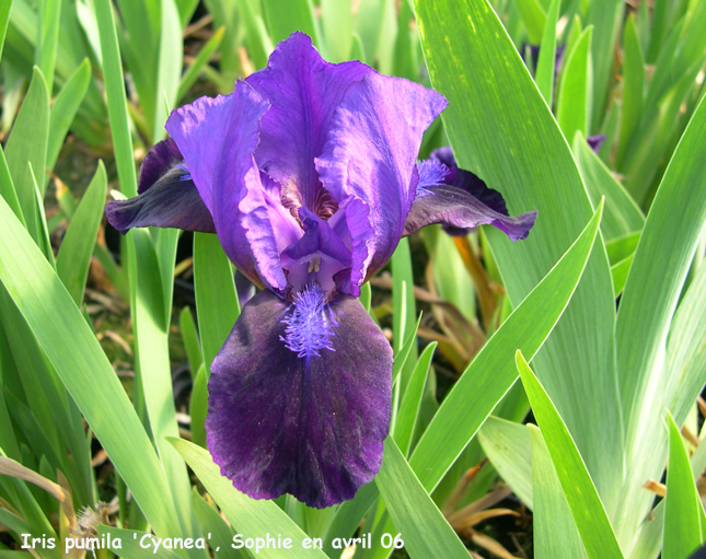 Iris 'Cyanea'