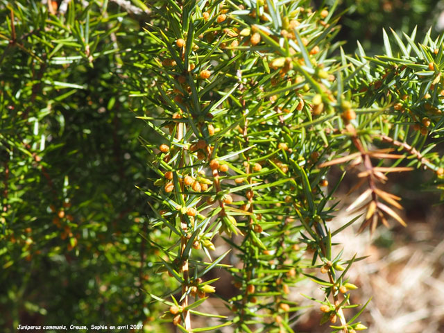 Juniperus communis