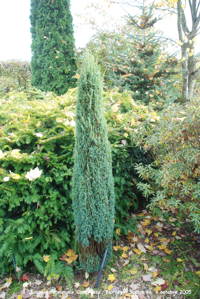 Juniperus communis 'Compressa'