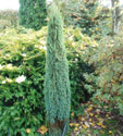 Juniperus communis 'Compressa'