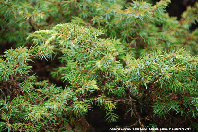 Juniperus communis 'Silver Lining'