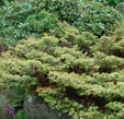 Juniperus communis 'Silver Lining'