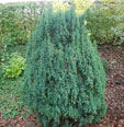 Juniperus pingii