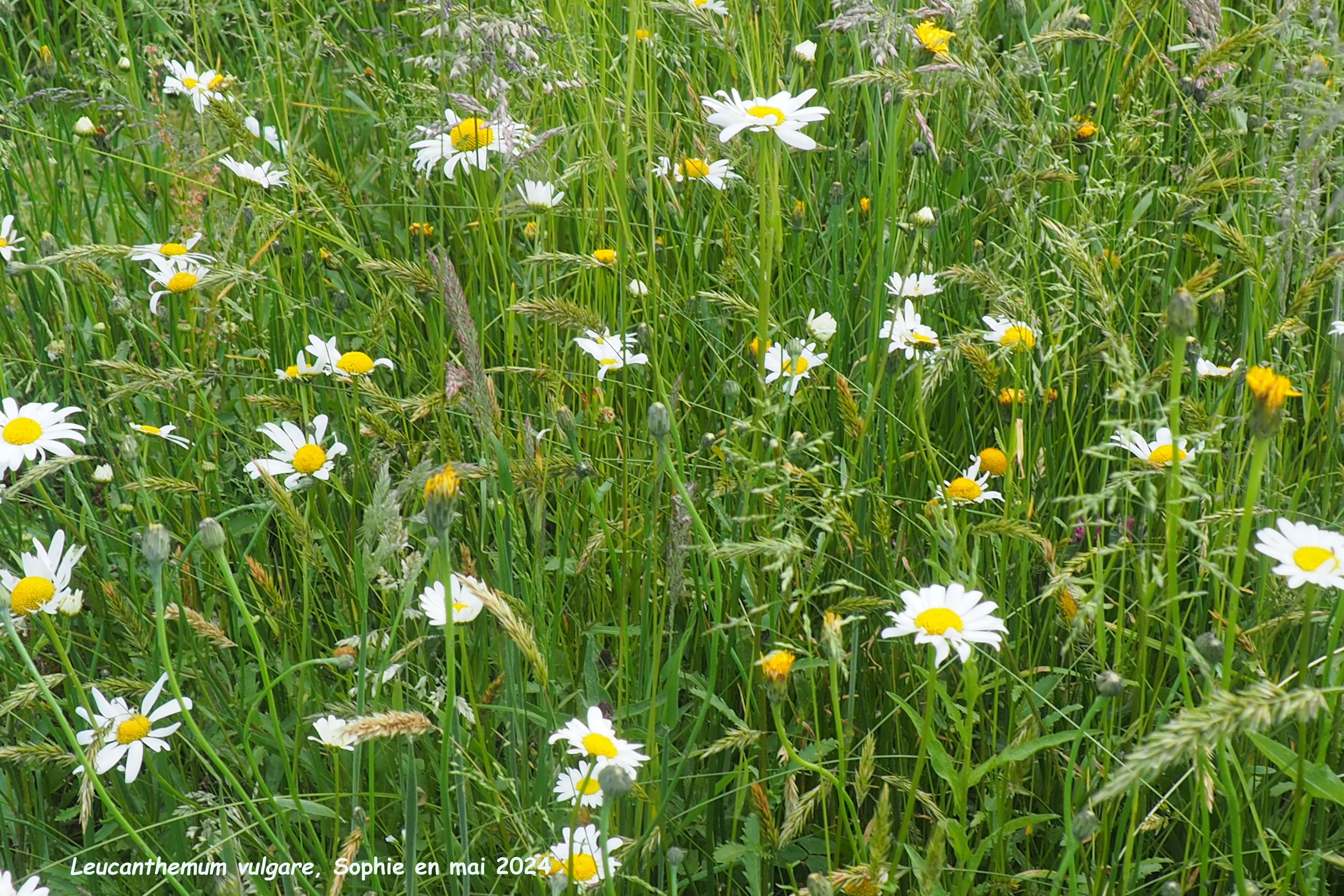 Leucanthemum vulgare