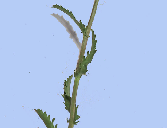 Leucanthemum vulgare