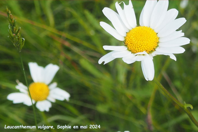 Leucanthemum vulgare