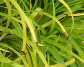 Luzula sylvatica cv