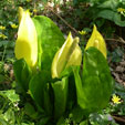 Lysichiton americanus'