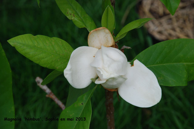 Magnolia 'Nimbus'