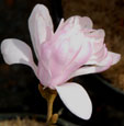 Magnolia stellata'Shi-banchi Rosea'