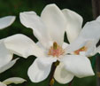 Magnolia 'Sunrise'