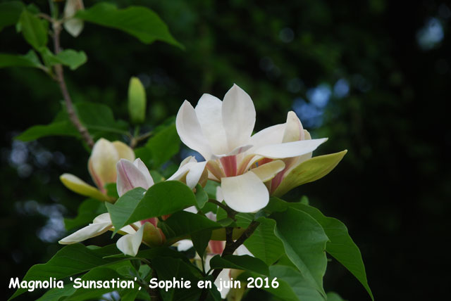 Magnolia 'Sunsation'