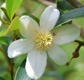 Magnolia yunnanenis