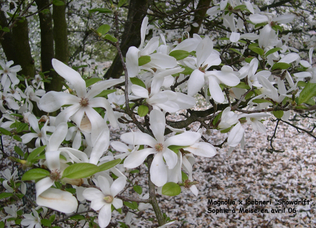 Magnolia x loebneri 'Snowdrift'