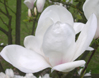 Magnolia x soulangeana 'Amabilis'
