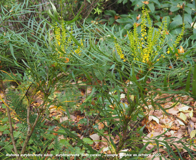 Mahonia eurybracteata subsp. eurybracteata 'Soft Caress'