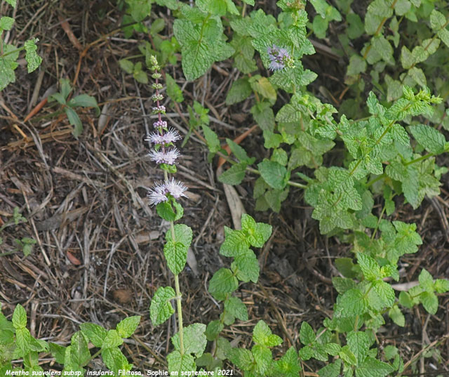 Mentha suavolens subsp. insularis