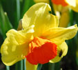 Narcissus 'Ambergate'