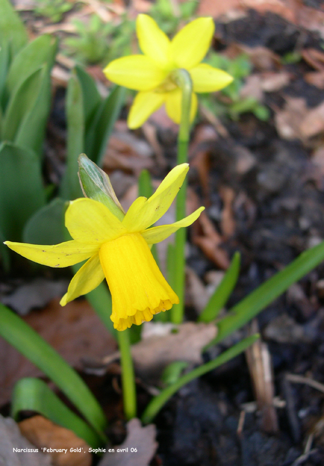 Narcissus 'February Gold'