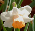 Narcissus 'kaydee'