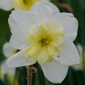 Narcissus 'Belle Estrella'