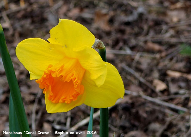 Narcissus 'Coral Crown'
