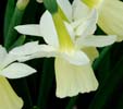 Narcissus 'Dutch Lemon Drops'