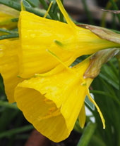 Narcissus 'Golden Bells Group'