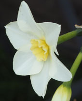 Narcissus 'Lieke'