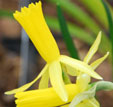 Narcissus 'Mite'