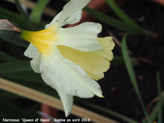 Narcissus 'Queen of Spain'