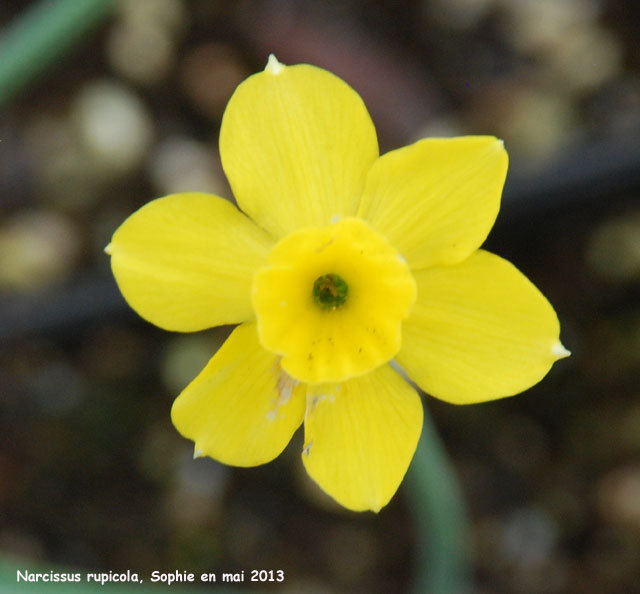 Narcissus rupicola subsp. rupicola