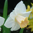 Narcissus 'Salome'