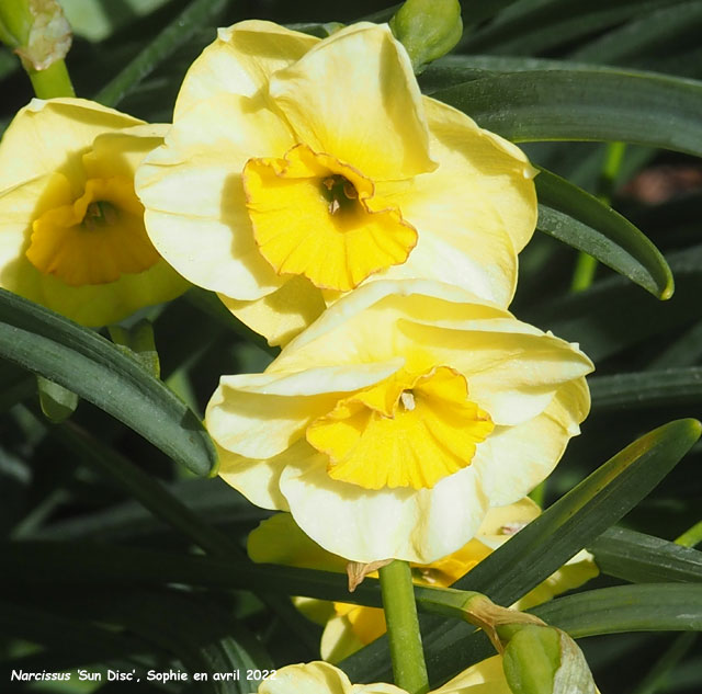 Narcissus 'Sun Disc'