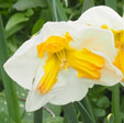 Narcissus 'Tricollet'