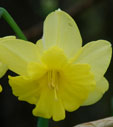 Narcissus 'Tripartite'