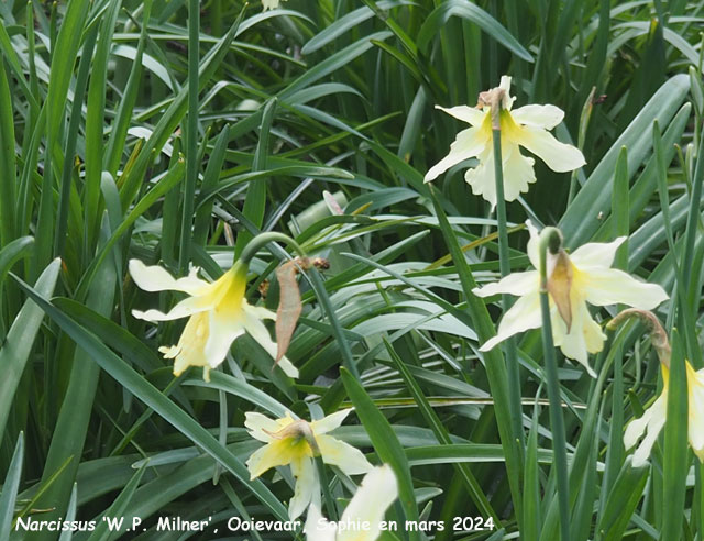 Narcissus 'W.P. Milner'