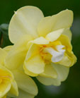 Narcissus 'Cheerfulness'
