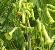 Nicotiana langsdorffii