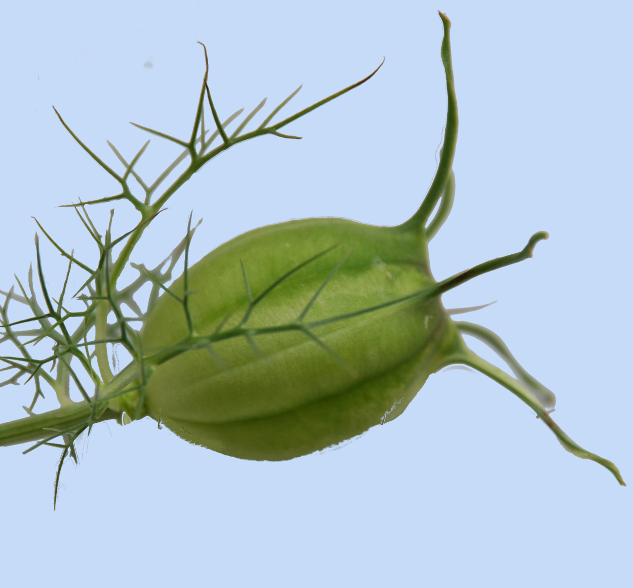Nigella damascena