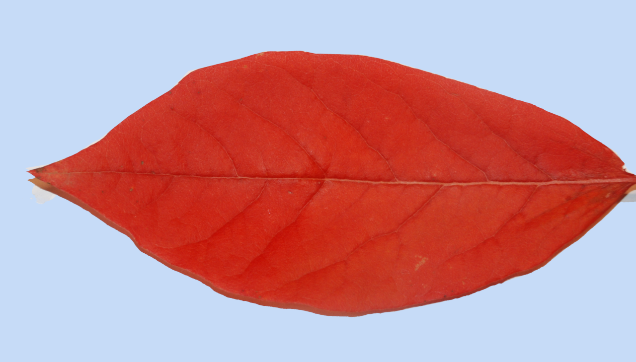Nyssa sylvatica