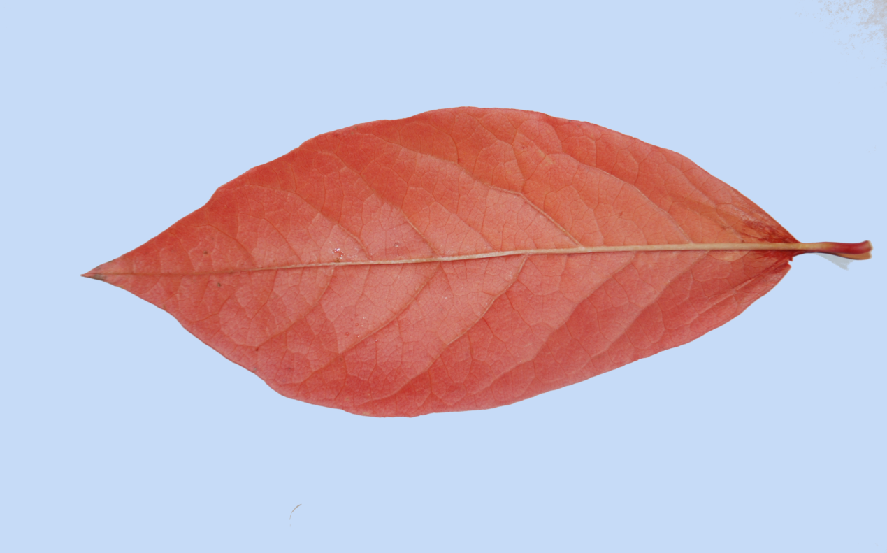 Nyssa sylvatica