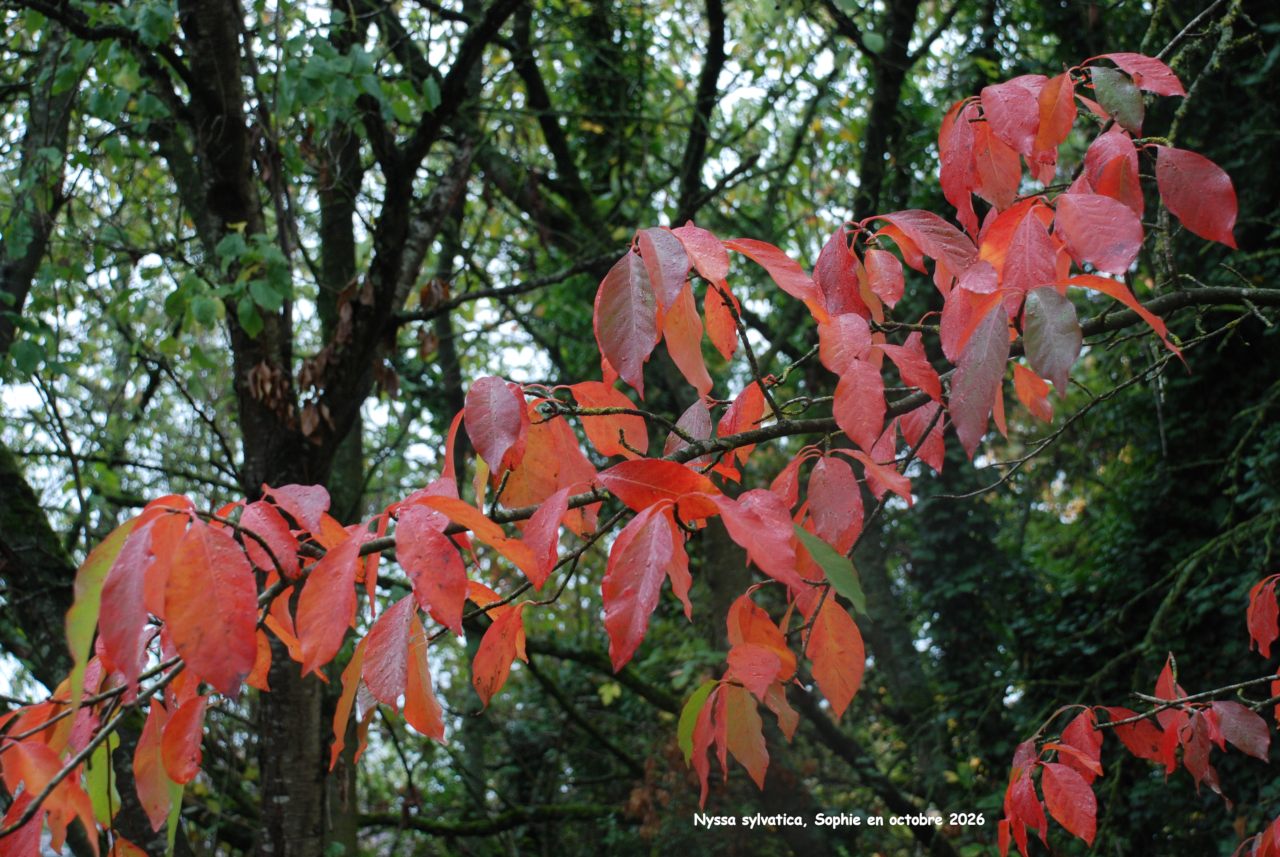 Nyssa sylvatica