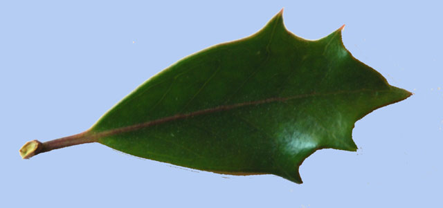 Osmanthus heterophyllus 'Purpureus"