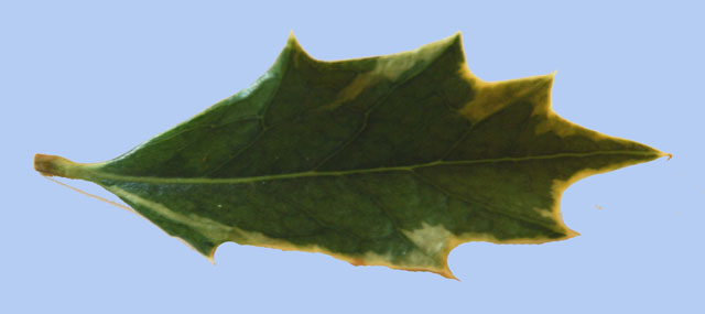 Osmanthus heterophyllus 'Variegatus
