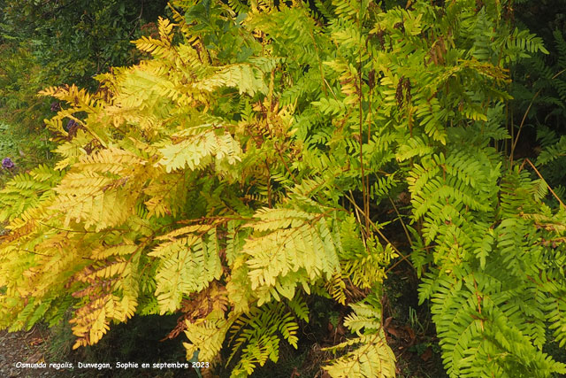 Osmunda regalis