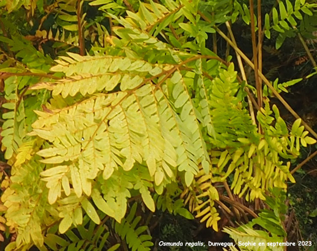 Osmunda regalis