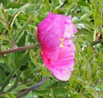 Paeonia bakeri